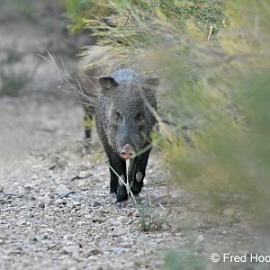 javelinas