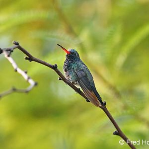 broad billed hummingbird