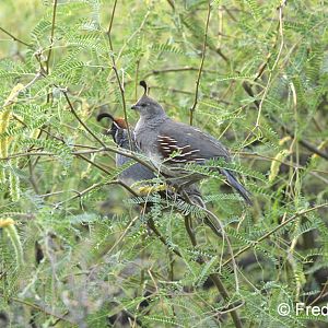 gambels quail