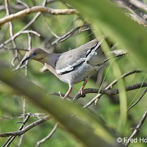 white winged dove