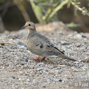 mourning dove
