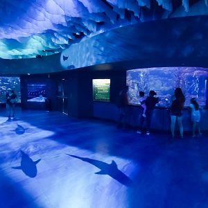 May. 2021 - Shark Encounter - Main Hallway
