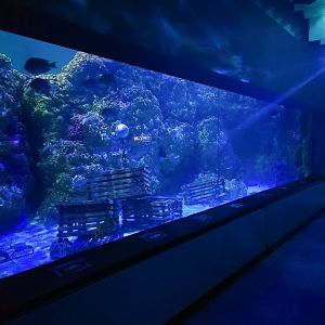 May. 2021 - Shark Encounter - Second View of the First Tank (12 Species)