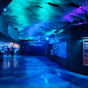 May. 2021 - Shark Encounter - Main Hallway