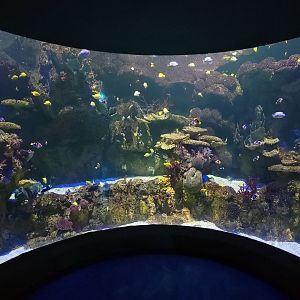 May. 2021 - Shark Encounter - Clownfish, Yellow Tang, Silver Moony + Others Tank