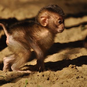 Southern pig-tailed macaque (Macaca nemestrina)