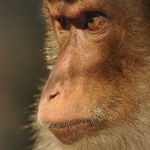 Southern pig-tailed macaque (Macaca nemestrina)