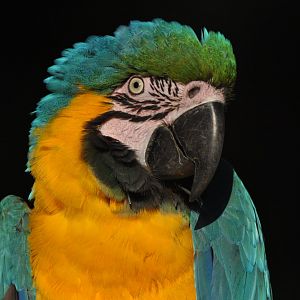 Blue-and-yellow macaw (Ara ararauna)