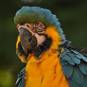 Blue-and-yellow macaw (Ara ararauna)