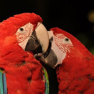 Red-and-green macaw (Ara chloropterus)