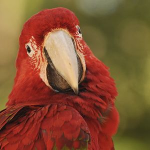 Red-and-green macaw (Ara chloropterus)