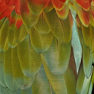 Red-and-green macaw (Ara chloropterus)