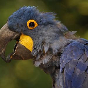 Hyacinth macaw (Anodorhynchus hyacinthinus)