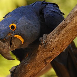 Hyacinth macaw (Anodorhynchus hyacinthinus)