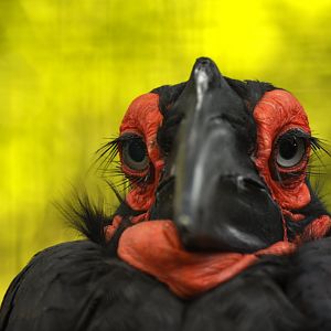 Southern ground hornbill (Bucorvus leadbeateri)