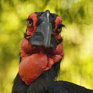Southern ground hornbill (Bucorvus leadbeateri)