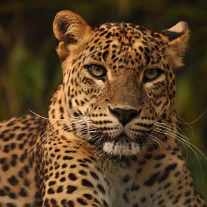 Ceylan leopard ((Panthera pardus kotiya))