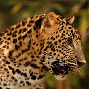 Ceylan leopard ((Panthera pardus kotiya))