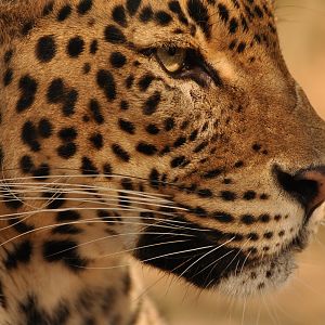 Ceylan leopard ((Panthera pardus kotiya))