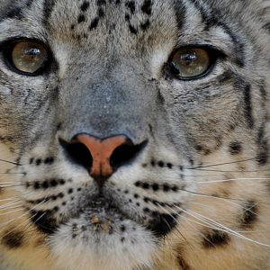 Snow leopard (Panthera uncia)