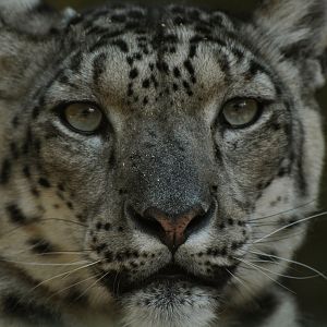Snow leopard (Panthera uncia)
