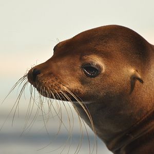 California sea lion (Zalophus californianus)
