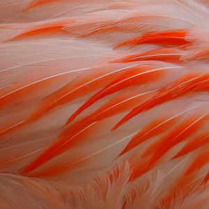 Chilean flamingo (Phoenicopterus chilensis)