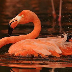 American flamingo (Phoenicopterus ruber)
