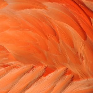 American flamingo (Phoenicopterus ruber)