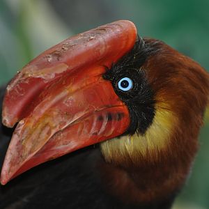 Northern rufous hornbill (Buceros hydrocorax)
