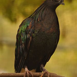 Nicobar pigeon (Caloenas nicobarica)