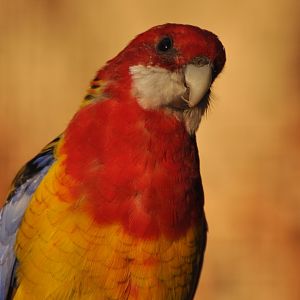 Eastern rosella (Platycercus eximius)