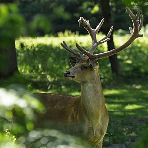 barasingha (Rucervus duvaucelii)