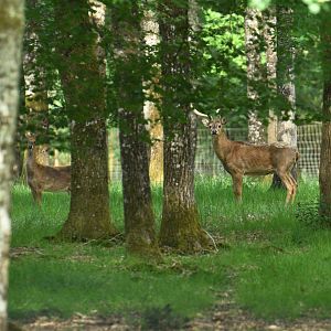 Siamese eld's deer (Rucervus eldii siamensis)