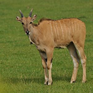 Common eland (Taurotragus oryx)