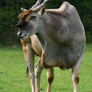 Common eland (Taurotragus oryx)