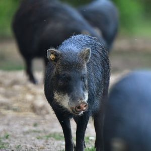 White-lipped peccary (Tayassu pecari)