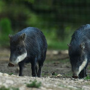 White-lipped peccary (Tayassu pecari)