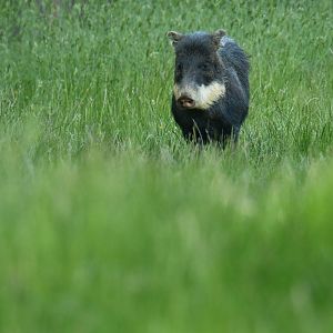 White-lipped peccary (Tayassu pecari)