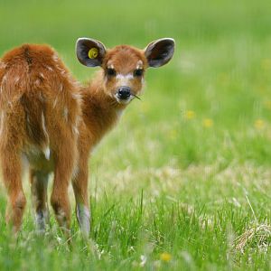 Sitatunga (Tragelaphus spekii)