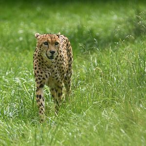 South African cheetah (Acinonyx jubatus)