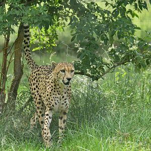 South African cheetah (Acinonyx jubatus)
