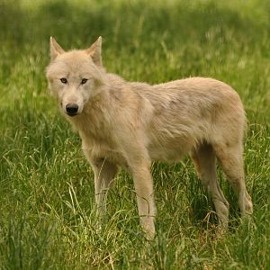 Northwestern wolf (Canis lupus occidentalis)