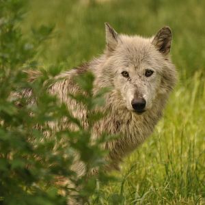 Northwestern wolf (Canis lupus occidentalis)