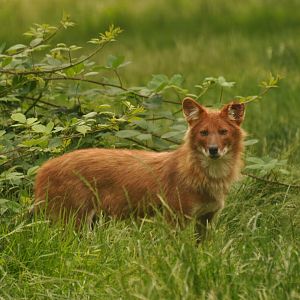 Dhole (Cuon alpinus)