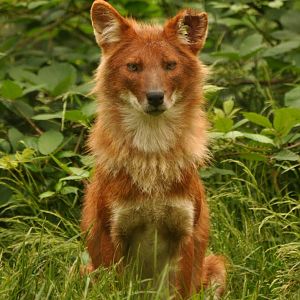 Dhole (Cuon alpinus)