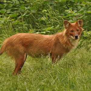 Dhole (Cuon alpinus)