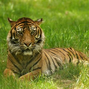 Sumatran tiger (Panthera tigris sumatrae)