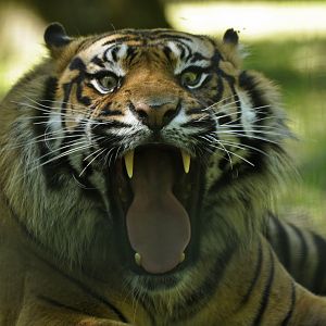 Sumatran tiger (Panthera tigris sumatrae)