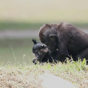Gorilla and black mangabey